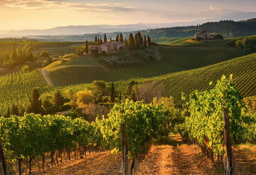 I vini toscani sono grandi classici ma anche nuove scoperte dal gusto unico.